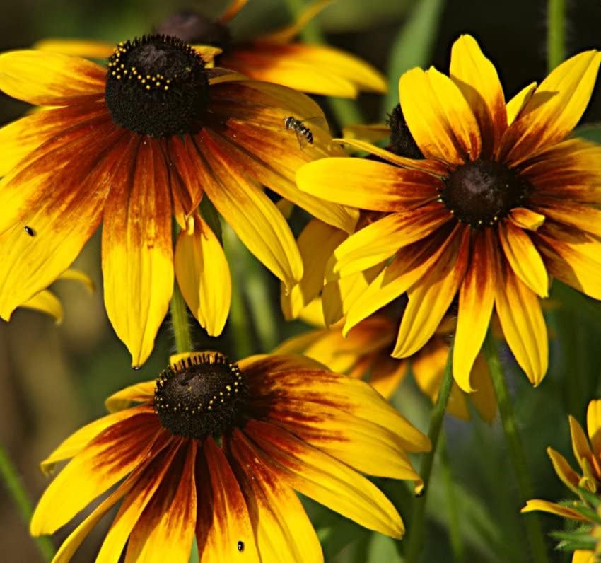 Miniatura 3 de 5000 semillas de margaritas Gloriosa para plantar 0.11 oz de semillas de abeja polinizadora cosechada en EE. UU. Mariposa