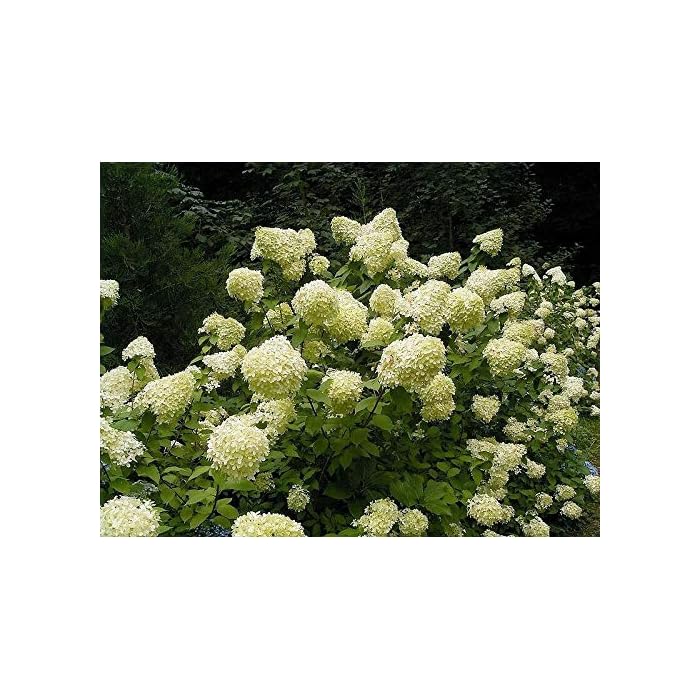 Buy Pee Gee Hydrangea Paniculata Peegee Panicle White Pink Flower Shrub