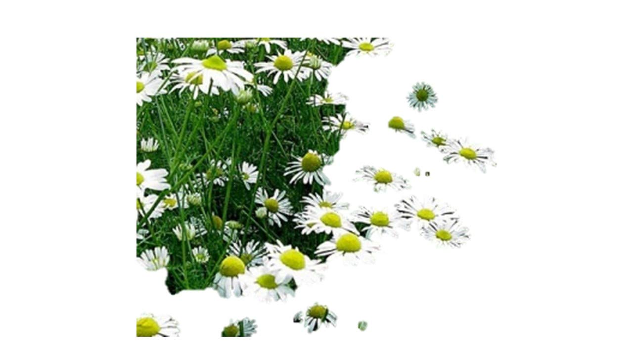 Amazon.co.jp: 植物種子 ローマンカモミール 種 100粒 : DIY・工具