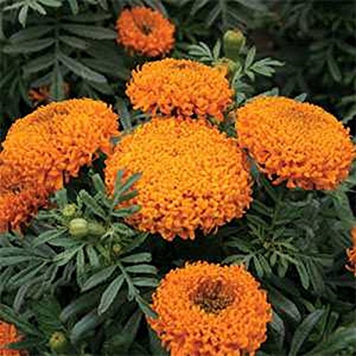 Marigold- (Tagetes Erecta alto Sierra) Arancione -50 semi