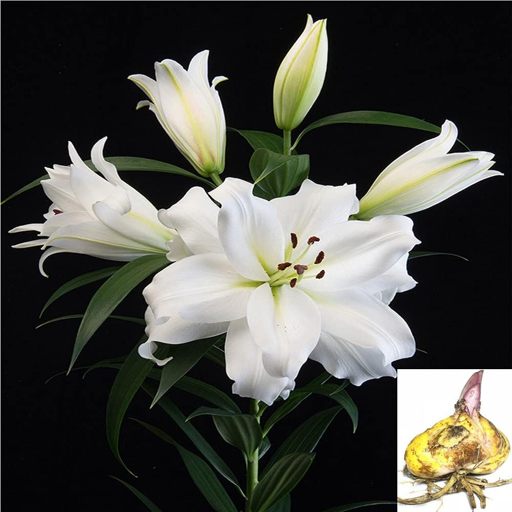 Lily Asiatic Mixed Colour Lilium Bulbs Mixed Lilies,Lily Bulbs for Planting Now Lily Bulbs Colourful Collection Summer Flowering Bulbs.(Perimeter: 15cm,one Bulbs) (White)