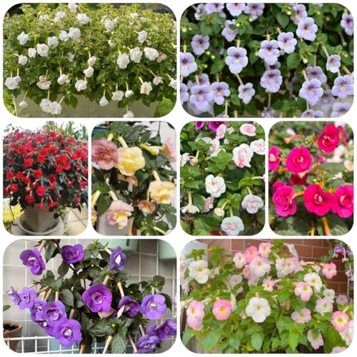 semillas de achimenes, Semillas Achimenes cubierta vegetal perenne resistente silvestres balcón decorativas resistentes para balcón cortadas 250pcs