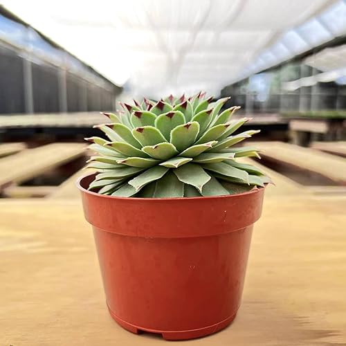 Miniatura 8 de Rare Suculenta Echeveria Agavoides 'Morgain', plantas suculentas vivas totalmente enraizadas en macetas de 4 pulgadas con tierra, planta de casa de