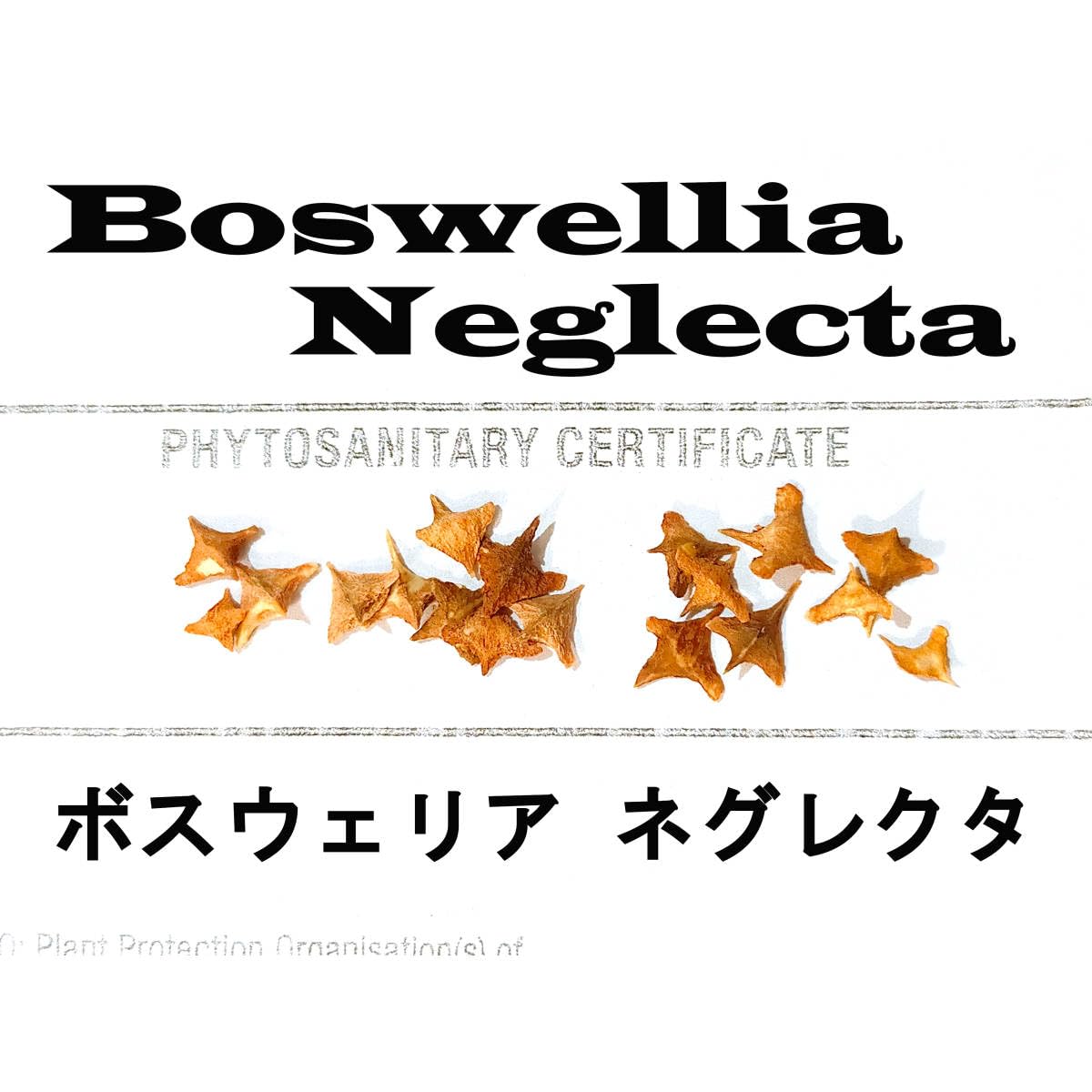 Amazon.co.jp: 8月入荷 5粒 Boswellia neglecta ボスウェリア Amazon.co.jp: 8月入荷 5粒 Boswellia neglecta ボスウェリア