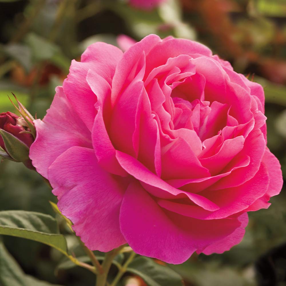 Amazon.com : Heirloom Roses Rose Plant - Grande Dame™ Pink