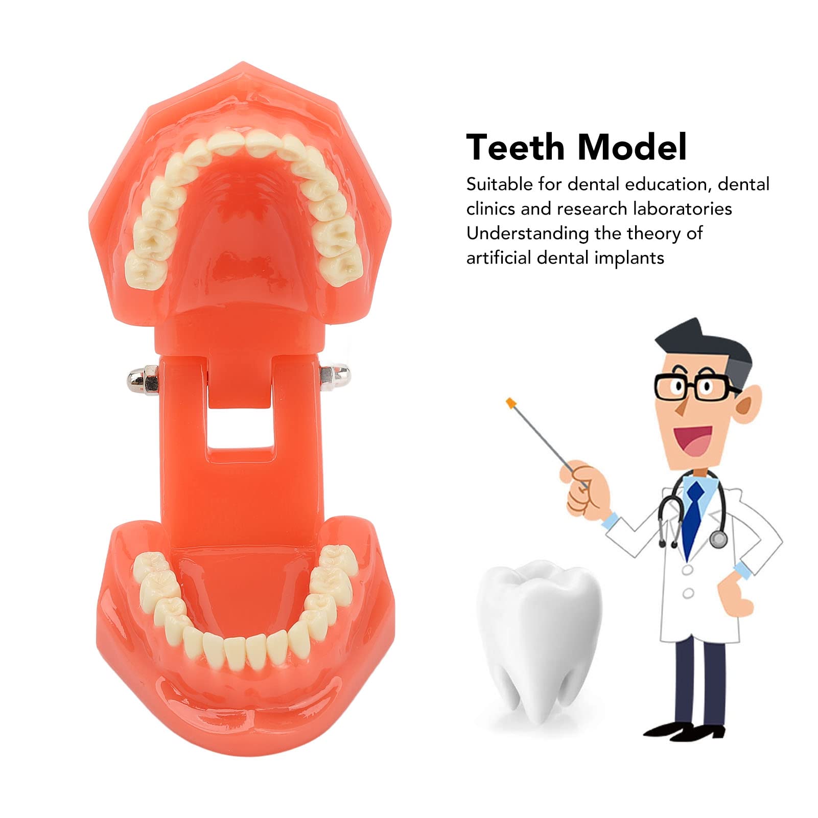 Zahnmodell Zahnarzt Acryl Zähne Dental Demonstrationsmodell 180° Anatomisches Zahnmodell Gebiss