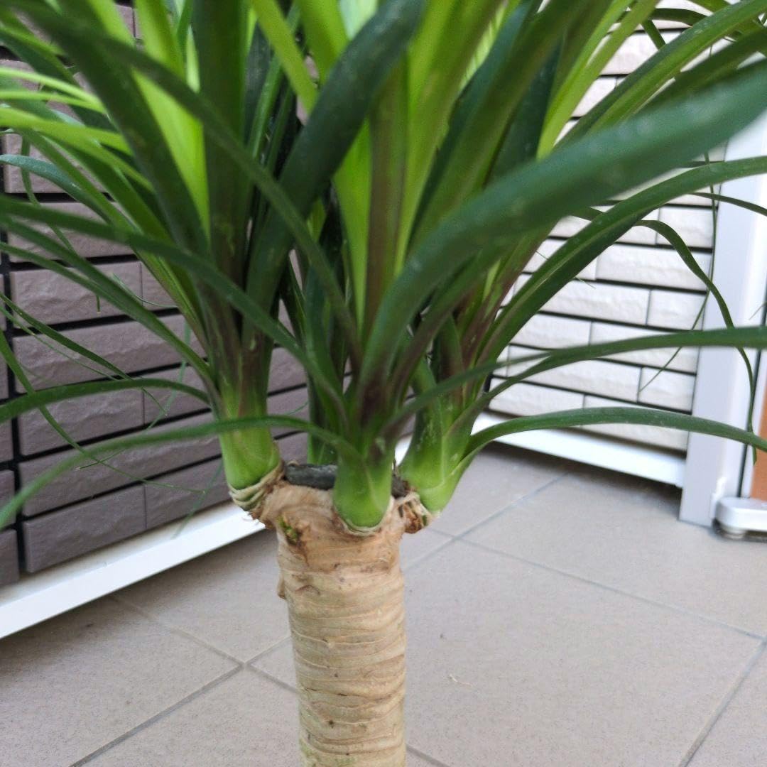 Amazon｜観葉植物 トックリラン ポニーテール マヤパーム ノリナ