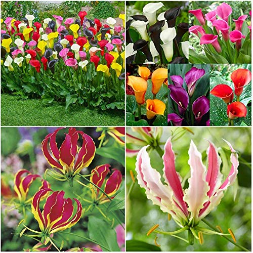 FernsFly� IMP. Combo Pack Calla lily Flower Bulbs + Gloriosa lily Flower Bulbs Combo Aromatic Flower Bulbs Pack Home Outdoor Gardening Flowers Blooming pack of (4 Calla lily + 4 Gloriosa lily) (B091J2PLDH) Amazon Price History, Amazon Price Tracker
