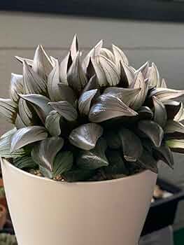 【激安】西瓜寿　アトロフスカミュータント　大群生　巨大株　極上品　最高級品　裏窓 激安】西瓜寿 アトロフスカミュータント 大群生 巨大株 極上品