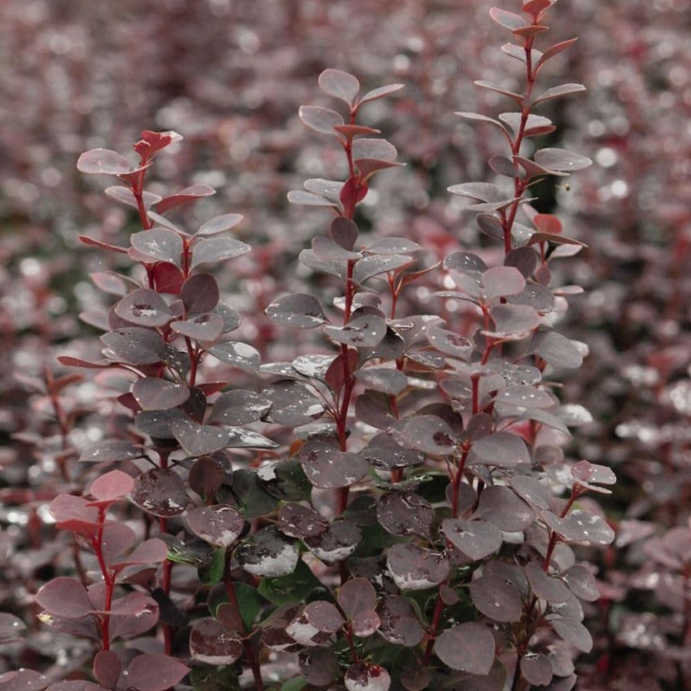 Berberis thunbergii 'Chocolate Summer' - Japanese Barberry Shrub with Alluring Purple-Brown Foliage – 3X 9cm Potted Plant by Thompson & Morgan