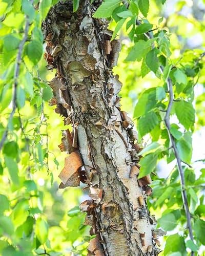 10 River Birch Unrooted Cuttings, Live River Birch Tree Not Plant, No Root For Planting Outdoor No Ship Ak, Hi #TOP3