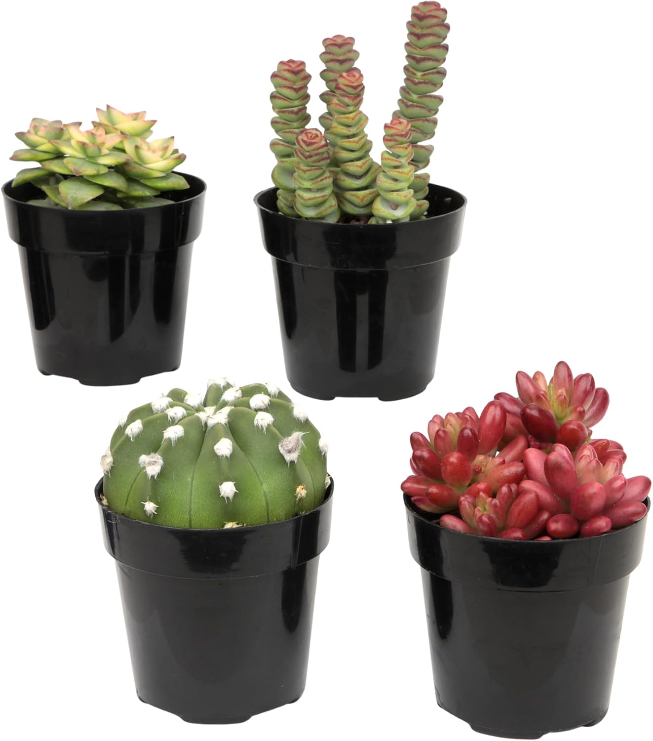 Altman Plants, Succulent Fairy Garden Kit (4 Pack), Live Succulents Plants Live Houseplants, Fairy Garden Accessories Terrarium Plants, Indoor Plants Live Plants Indoor House Plants, Succulent Plants