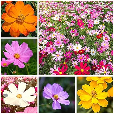 Mix Cosmos Seeds for Planting Heirloom Wildflower (Cosmos Bipinnatus) Attract Bees Butterflies Monarchs Open Pollinated Cover