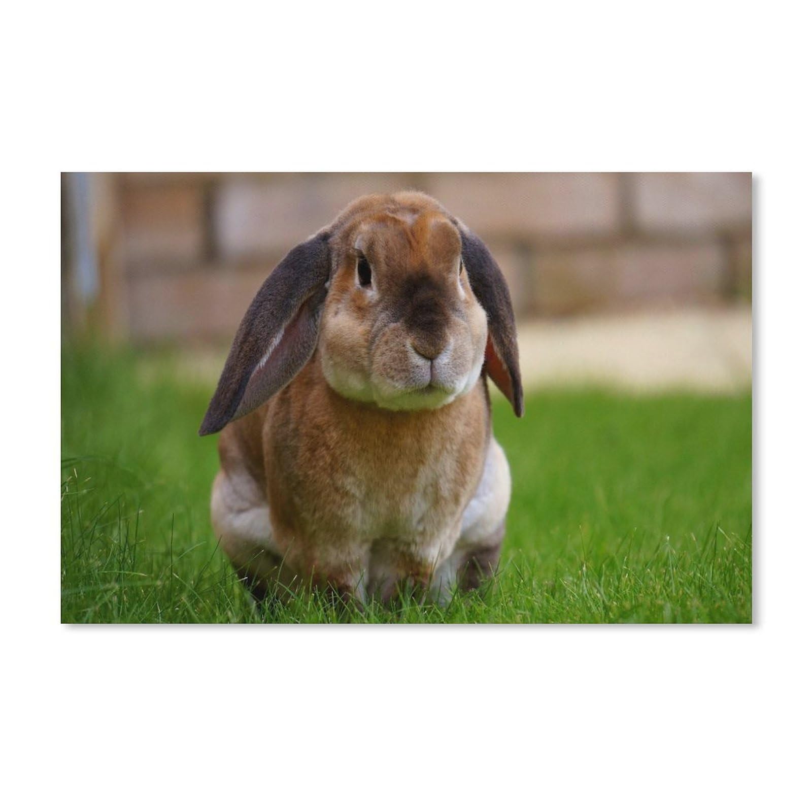 PGCKSK DIY Embroidery Diamond Painting，Cute Rabbit Sitting in Grass ，Diamond Mosaic Full Round 5D Diamant Painting Unframed（40x50cm）-82