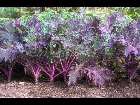 GARDEN SEEDS RED KALE RUSSIAN SEEDS (AVG 50-100) SEEDS X 1 PACKET (B07HDMQM7K) Amazon Price History, Amazon Price Tracker