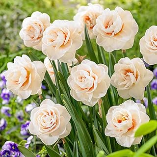 Standard Daffodil/Fragrant Landscape Decoration/Narcissus/ Fall Or Spring Planting/Greening Flowers/Daffodil for Planting Perennials-6 Bulbs,d
