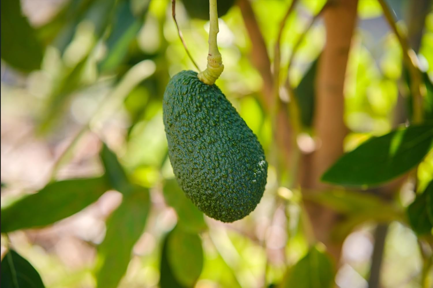 Vitalem – Frische Avocados 2,5 kg (8–12 Stück) | Cremige Avocadofrüchte | 100% natürlich & nachhaltig | Lokaler Anbau in Málaga | Ideal für Bowls, Salate & Guacamole