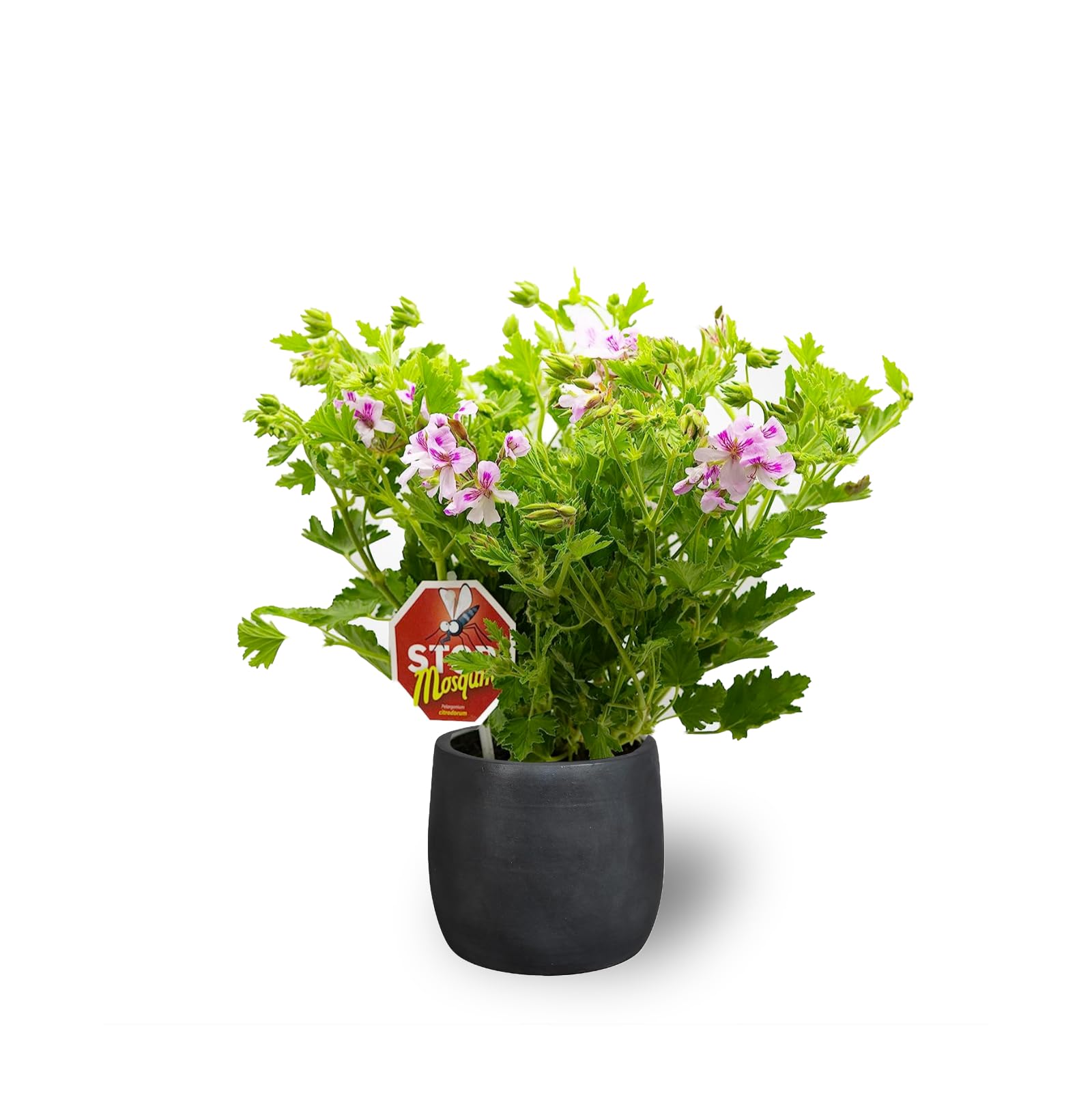 SMPLY. Geranio Citronella Geraniumcitroen, anti-muggen, in bloempot M15,  natuurlijke aromatplant, handpalm, ideaal voor het decoreren van huis en  kantoor (1) : Amazon.nl: Tuin, terras & gazon