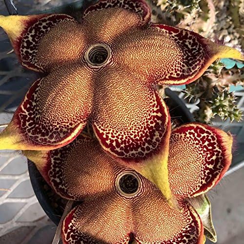 5seeds Edithcolea grandis Seeds ASCLEPIADACEAE seeds flesh succulent bonsai Seeds for home garden