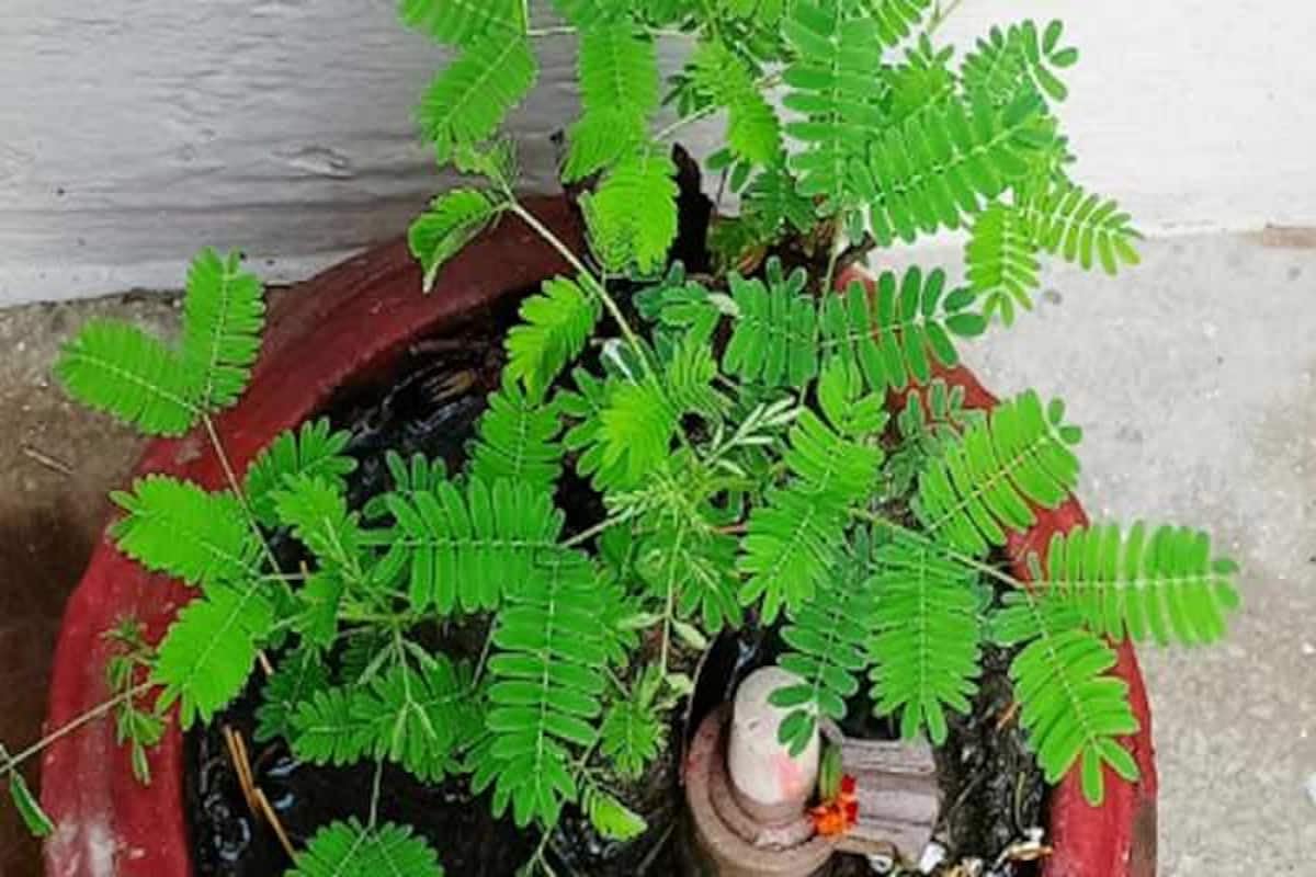 Shami plant seeds for home garden || 11 seeds (B0CW3HMM3W) Amazon Price History, Amazon Price Tracker
