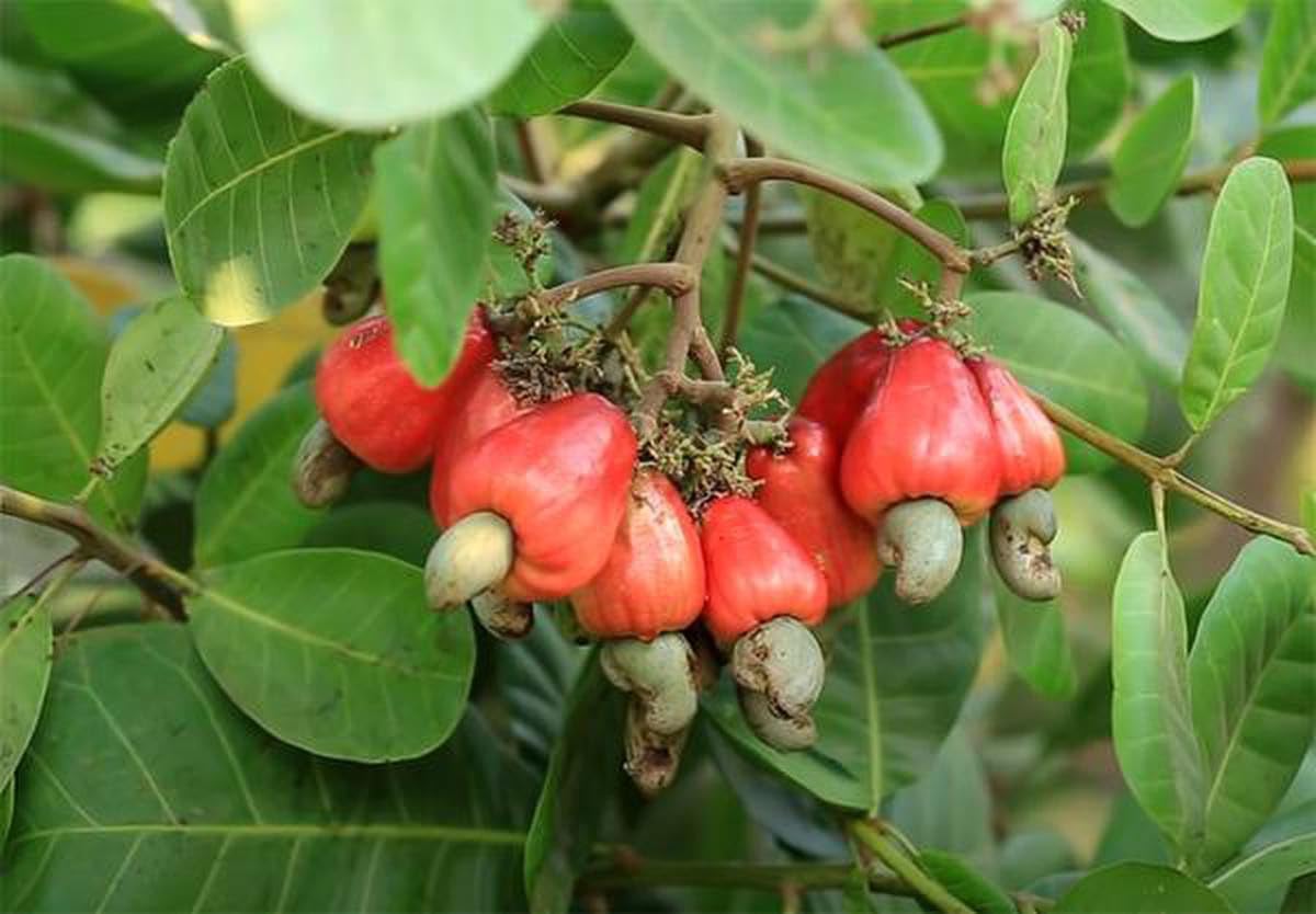Kaju Badam(Model name-W-180) plant (B0CDS9B4TQ) Amazon Price History, Amazon Price Tracker