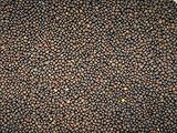 1/2 lb Winter Hairy Vetch Seeds Nitrogen Fixer Cover Crop Deer Forage Food Plots 8 oz