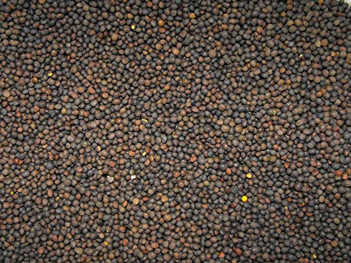 1/2 lb Winter Hairy Vetch Seeds Nitrogen Fixer Cover Crop Deer Forage Food Plots 8 oz