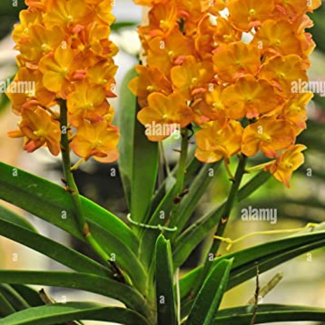 Vanda Orchid Live Plant Orange – Vibrant Orange Blooms for Indoor & Outdoor Gardens (B0C3Y3DGFC) Amazon Price History, Amazon Price Tracker