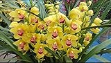 Cymbidium sp. 大花蕙兰 "黄金岁月(Golden Years)",Bloom Size,4+ pseudobulbs,2 yr Old
