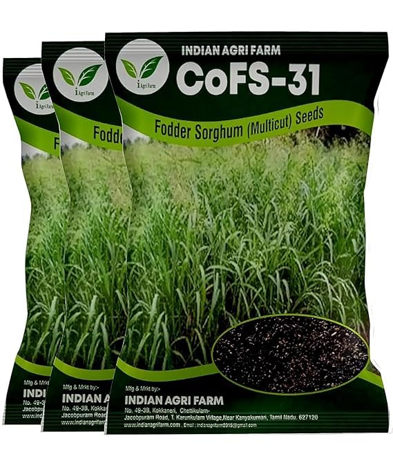 COFS31 / COFS-31 Fodder Sorghum Seeds - 3 Kg - MultiCut for Fodder Cultivation