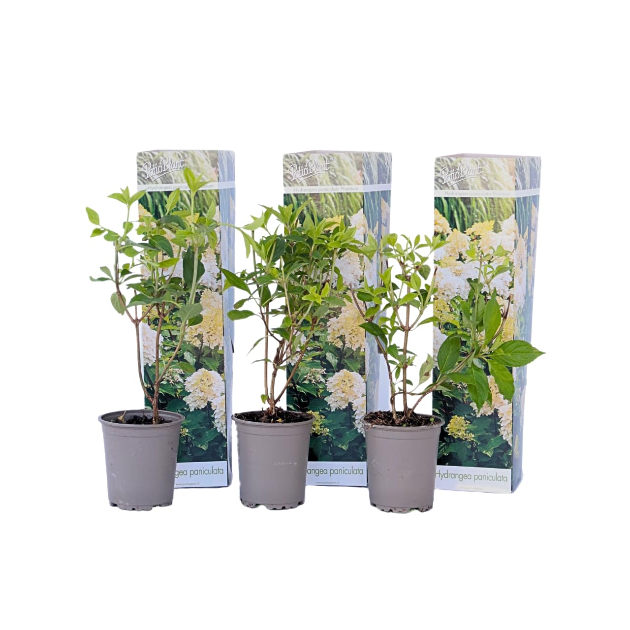 Plant in a Box - Hydrangea Paniculata 'Phantom' - Hortensia Plumada - set de 3 - Maceta 9cm - Altura 25-40cm