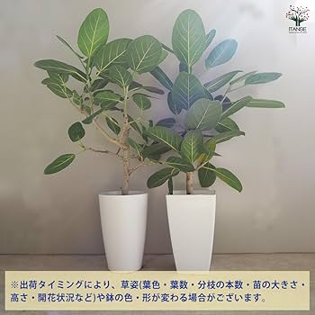 観葉植物 フィカス ベンガレンシス 観葉植物 フィカス ベンガレンシス 6号 曲り アイルエッグ