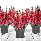 Heidekraut, Knospenheide, Besenheide 'Farbe Rot' 3x Pflanze im Topf, Calluna vulgaris, für Balkon, Terrasse oder Garten, Winterhart & Mehrjährig, Blühend, Pflegeleicht