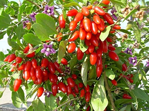 200 GOJIBERRY Seed,Out Of Pod,Wolfberry Gou-gi-zi,Matrimony vine,Lycium barbarum