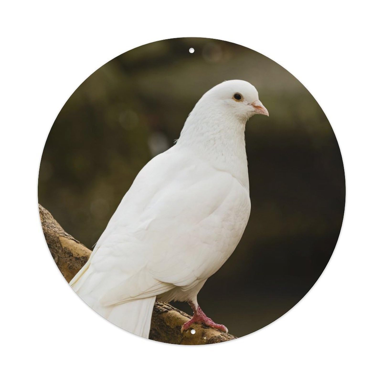 Animal Artwork White Dove Vintage Metal Tin Sign Plaque Wall Decor for Cafe, Club Bar, Office, Garden Metal Poster 8x8Inch