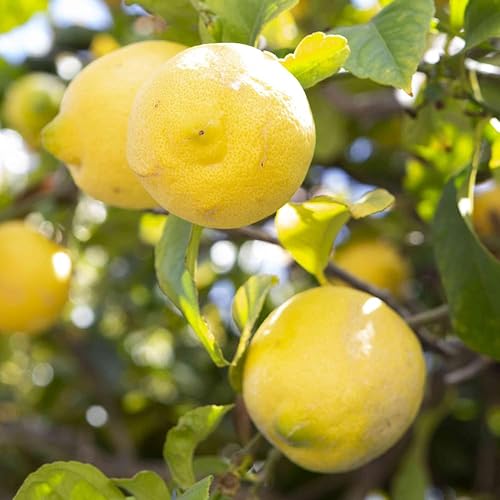 Miniatura 4 de Árbol de limón de Lisboa, planta de cítricos de limón vivo de 3 a 4 pies, árbol frutal de limón amarillo injertado para jardín
