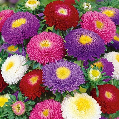 Miniatura 6 de Semillas Aster Suprime Mix Flores Anuales