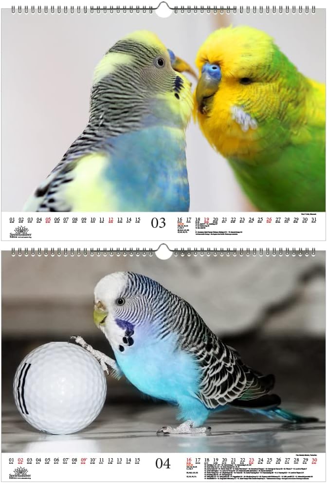 Budgie Magic DIN A3 Calendar for 2023 Budgies Seelenzauber BigaMart