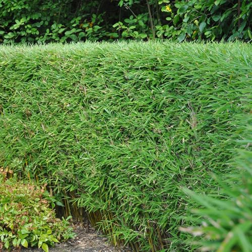 Fargesia rufa Lot de 2 plantes à feuilles persistantes en bambou vert pour haie, jardin et terrasse Diamètre 17 cm Hauteur env. 60 cm