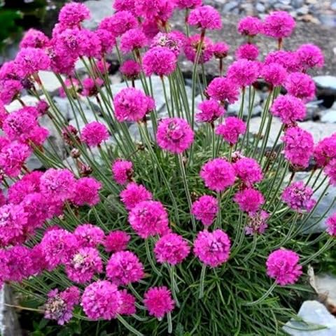 Potted 1 Litre ARMERIA MARTIMA Abbey Rose Cover