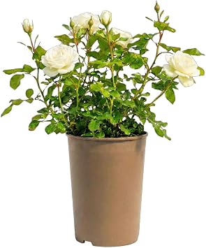 Patio Rose White Heritage   3L Potted Bush Rose Plant   Hardy Outdoor White Flowering Shrub for Patio Pots & Garden Borders   Repeat Summer Blooms