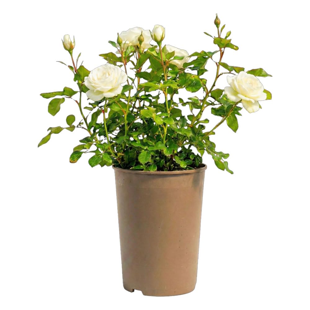 Patio Rose White Heritage – 3L Potted Bush Rose Plant – Hardy Outdoor White Flowering Shrub for Patio Pots & Garden Borders – Repeat Summer Blooms