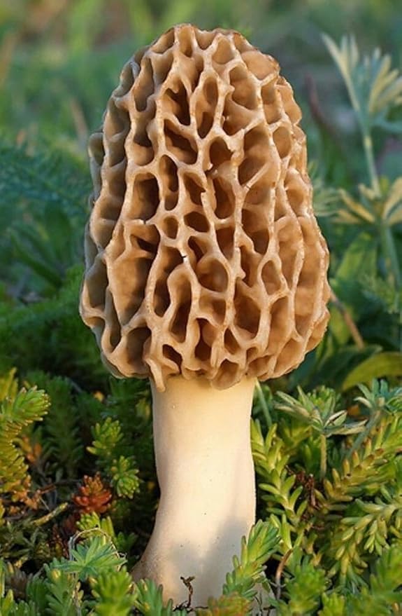TRUE morel mushroom grow kit grow morel mushrooms at home