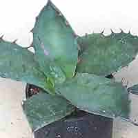 Amazon.co.jp: ITANSE アガベ・サルミアナ フェロックス