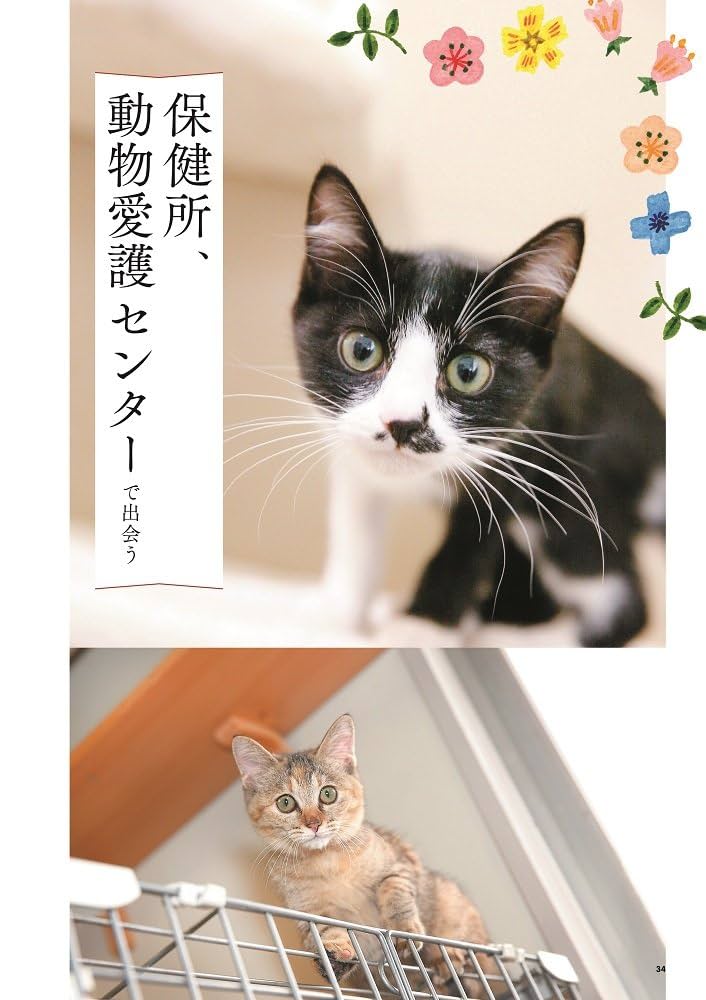 ねこのきもち 62冊 保護ねこのきもち (ベネッセ・ムック ねこのきもちブックス