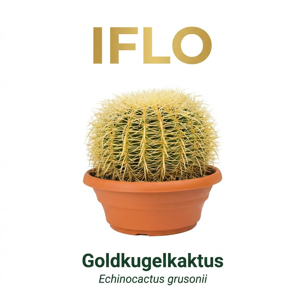 Iflo® Goldkugelkaktus Echinocactus grusonii Schwiegermutterstuhl XXL ca. 30-50 cm Höhe im Ø27 cm Topf – Pflegeleicht, selten gießen, echte lebende Zimmerpflanze