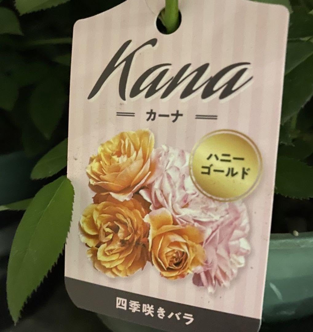 Amazon.co.jp: ミニバラ苗ハニーゴールド⑤大きめサイズ : DIY・工具