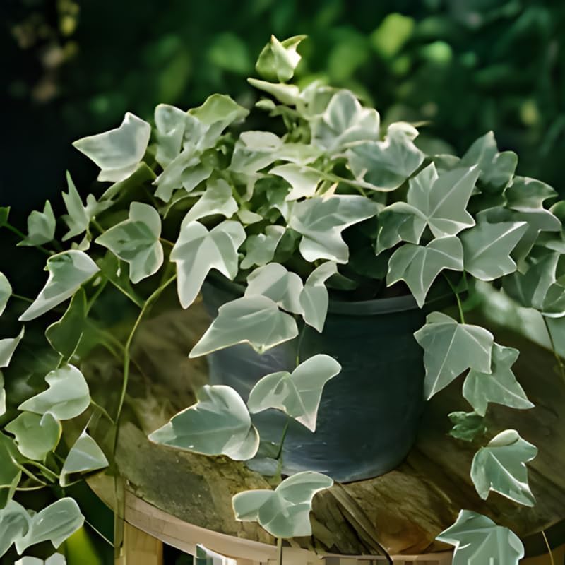Miniatura 5 de Glacier English Ivy - Planta viva en maceta de 4 pulgadas  Planta de interior de hiedra inglesa abigarrada con hojas de color verde plateado  Planta