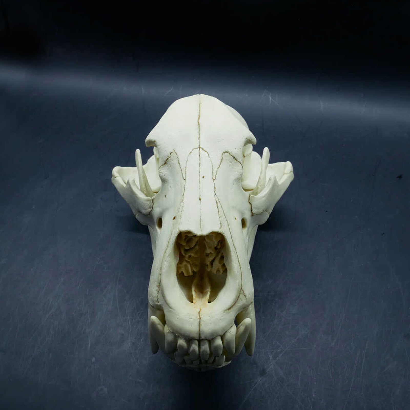 Amazon.co.jp: 肉、31cm、ヒグマの頭蓋骨モデル - クマの解剖学の