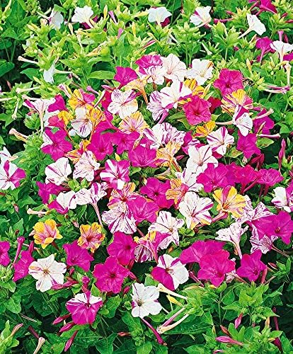 Miniatura 3 de RAISE ME UP Seeds Four O'clock Mix Mirabilis - Flores anuales